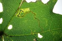 Stigmella aceris