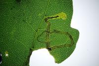 Stigmella aceris