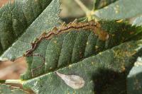 Stigmella anomalella