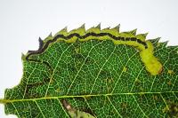 Stigmella anomalella