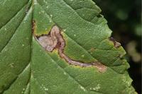 Stigmella ulmivora
