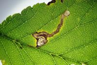 Stigmella ulmivora
