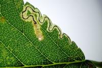 Stigmella ulmivora