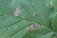 Stigmella viscerella