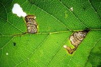 Stigmella viscerella