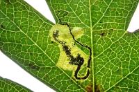 Stigmella hybnerella