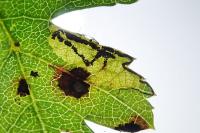 Stigmella hybnerella