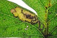 Stigmella hybnerella