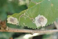 Stigmella plagicolella