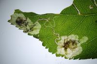 Stigmella plagicolella