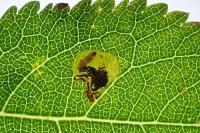 Ectoedemia spinosella