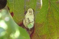 Antispila petryi