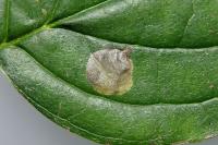 Antispila petryi