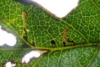 Bucculatrix bechsteinella