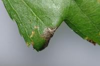 Parornix anglicella
