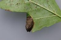 Parornix anglicella