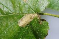 Parornix devoniella