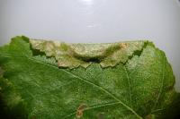 Parornix devoniella