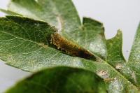 Phyllonorycter oxyacanthae