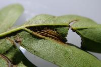 Phyllonorycter oxyacanthae
