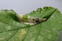 Phyllonorycter schreberella
