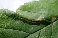 Phyllonorycter schreberella