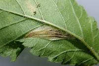 Phyllonorycter schreberella