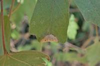 Phyllonorycter acerifoliella