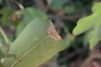 Phyllonorycter acerifoliella