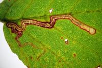 Stigmella aurella