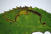 Stigmella centifoliella