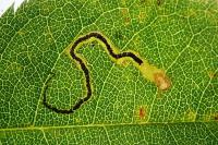 Stigmella centifoliella