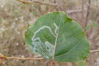 Phyllocnistis unipunctella