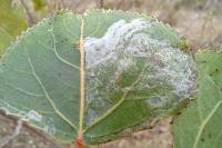 Phyllocnistis unipunctella