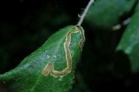 Stigmella aurella