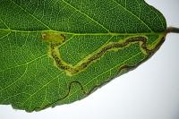 Stigmella aurella