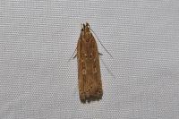 Helcystogramma triannulella