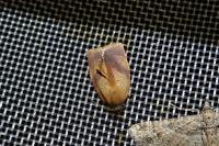 Cacoecimorpha pronubana