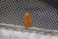 Clepsis consimilana