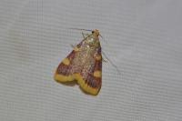 Hypsopygia costalis