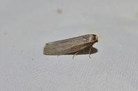 Achroia grisella