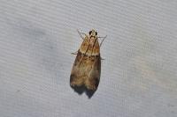 Acrobasis tumidana