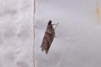 Acrobasis bithynella