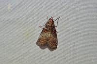 Acrobasis advenella