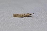 Agriphila inquinatella