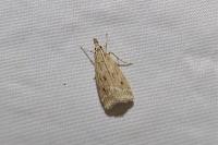 Eudonia pallida