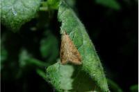 Udea ferrugalis