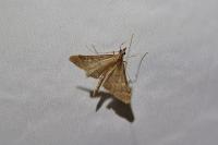Dolicharthria punctalis