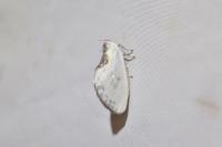 Cilix hispanica
