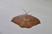 Watsonalla uncinula